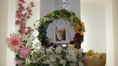 
              水戸市愛猫金ちゃん