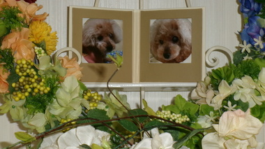 
              水戸市愛犬メルちゃん