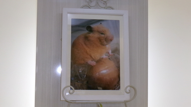 
              水戸市ゴールデンハムスター・むむちゃん