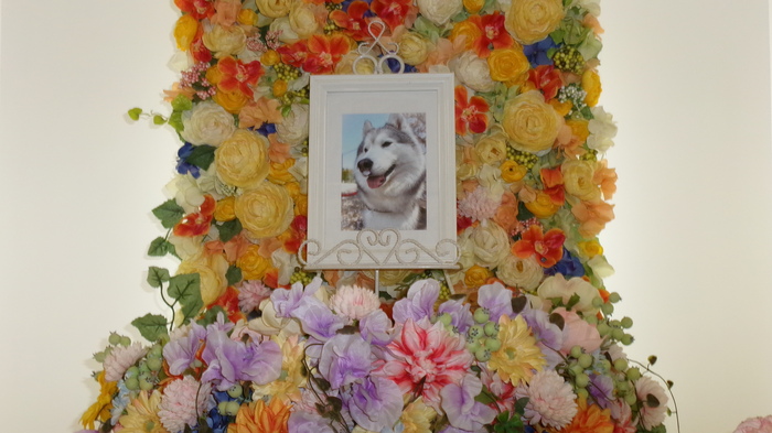 2026.2.15菊地家ちょびちゃん (2).JPG