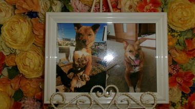 
              水戸市愛犬チビちゃん