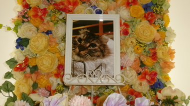 
              水戸市愛猫美海（みみ）ちゃん