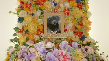 
              小美玉市愛犬ラムちゃん