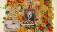城里町愛犬もずくちゃん