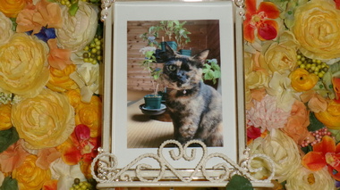 
              常陸大宮市愛猫こはくちゃん