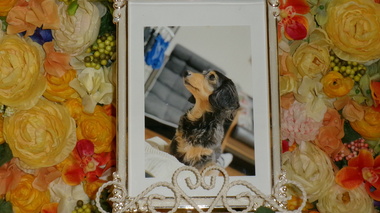 
              日立市愛犬くうちゃん