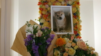 東海村愛犬コロンちゃん