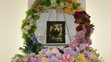 
              笠間市愛猫ポテヲちゃん