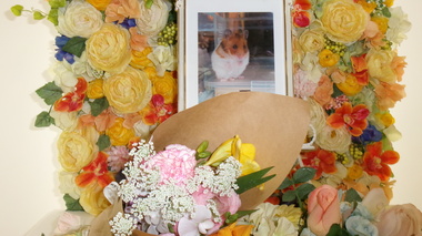 
              常陸太田市ゴールデンハムスター・チロルちゃん