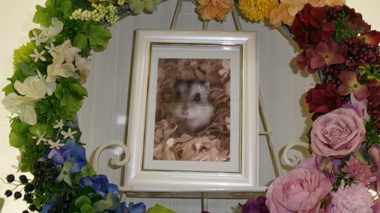 
              水戸市ハムスター・ミジュちゃん