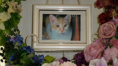 
              東海村愛猫かなたちゃん