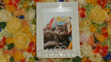 
              笠間市愛猫エンジェルちゃん