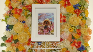 
              那珂市愛犬ルアンちゃん