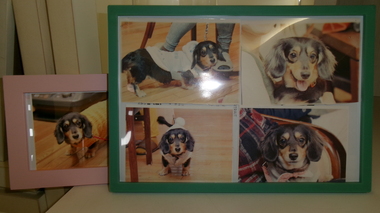 
              常陸大宮市ミニチュアダックスフンド愛犬ミルクちゃん