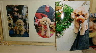 
              水戸市トイプードル愛犬ゼロちゃん