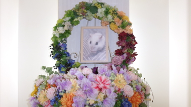 
              常陸太田市ハムスター・ハムちゃん