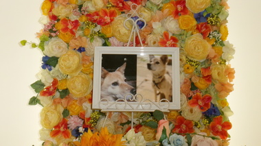 
              水戸市愛犬ヒメちゃん