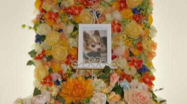 
              城里町愛犬おまめちゃん