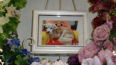 
              常陸太田市愛犬みゅうちゃん