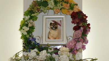 
              城里町愛犬おんぷちゃん