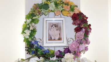 
              桜川市愛猫胡麻ちゃん