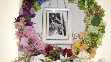 
              水戸市デグー・ねずみちゃん