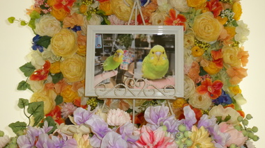 
              ひたちなか市セキセイインコ愛鳥ぷーちゃん