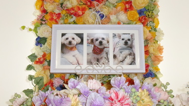 
              日立市愛犬めるちゃん