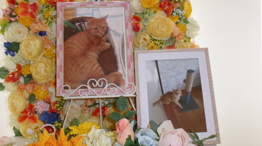 
              常陸大宮市愛猫おせちちゃん