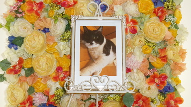 
              水戸市愛猫おこげちゃん