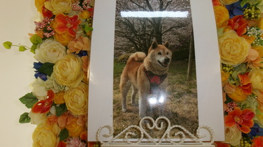 
              水戸市愛犬りゅうちゃん