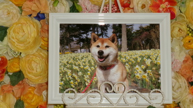 
              東海村愛犬ももちゃん