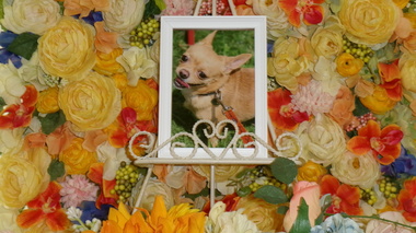 
              水戸市愛犬塁ちゃん