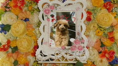 
              那珂市愛犬モモチちゃん