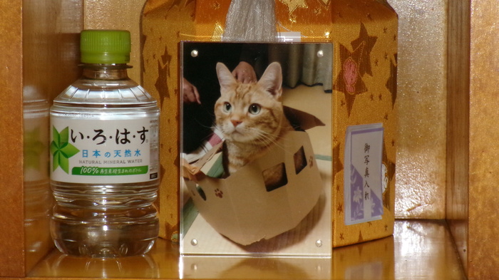 2026,5,1樋渡家キョンちゃん.JPG