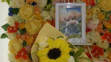 
              常陸太田市トイプードル愛犬くうちゃん