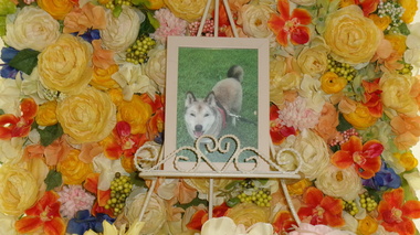 
              結城市愛犬チョコちゃん