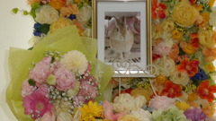 2026,6,5石川家モコちゃん.jpg