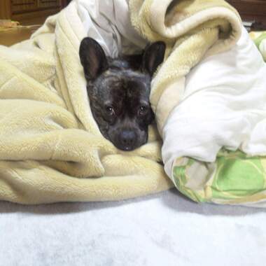 
              城里町愛犬海ちゃん