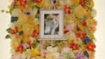 水戸市愛猫茶助ちゃん