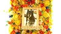那珂市愛犬リュウちゃん
