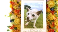稲敷郡愛犬ニコちゃん