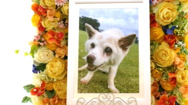 
              稲敷郡愛犬ニコちゃん