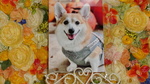日立市愛犬遥香ちゃん