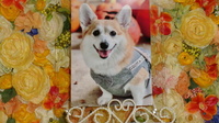 日立市愛犬遥香ちゃん
