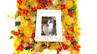 鹿嶋市愛猫モーモンちゃん