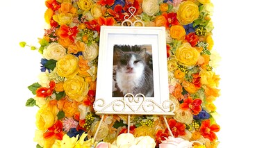 
              鹿嶋市愛猫モーモンちゃん
