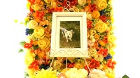 日立市愛犬マフちゃん