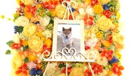 城里町愛犬まろちゃん