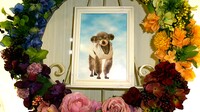 ひたちなか市愛犬ロロちゃん